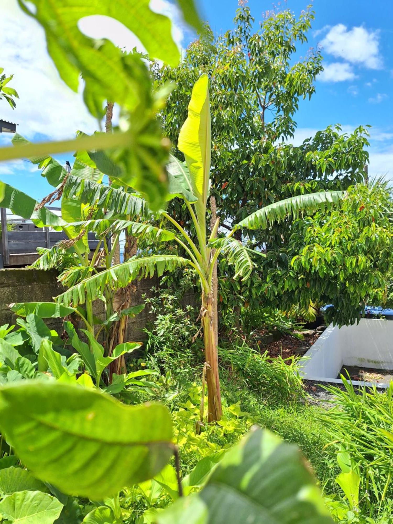 圣若瑟Le Cocon De Madana公寓 外观 照片